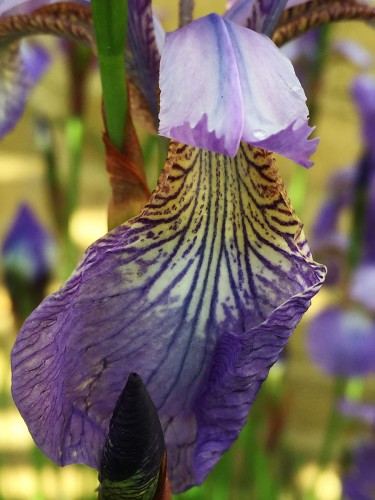 Närbild iris