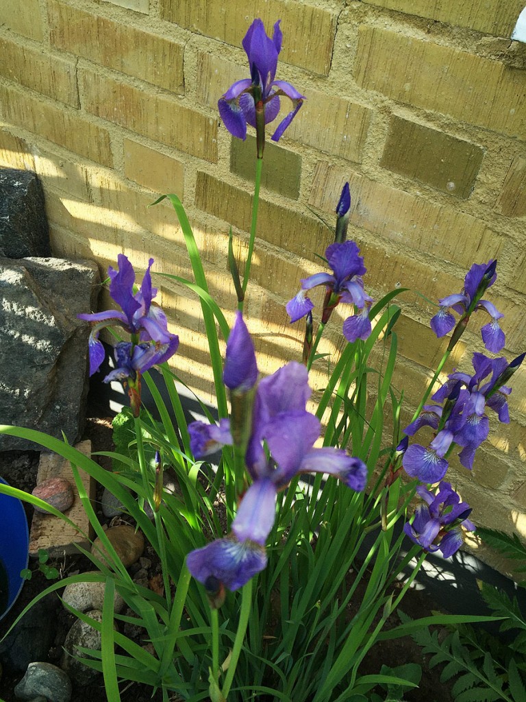Iris
