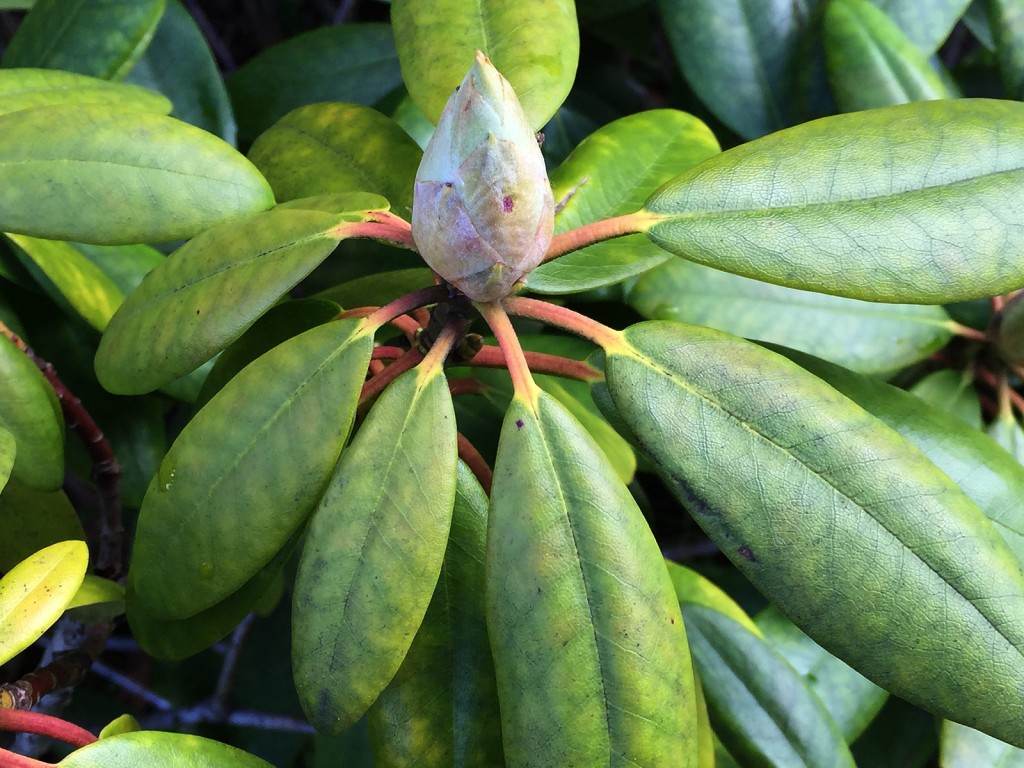 Rhododendron
